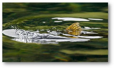 Rising Trout Photography by Oystein