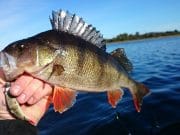 Irish Angling Update – 15/10/15 Perch