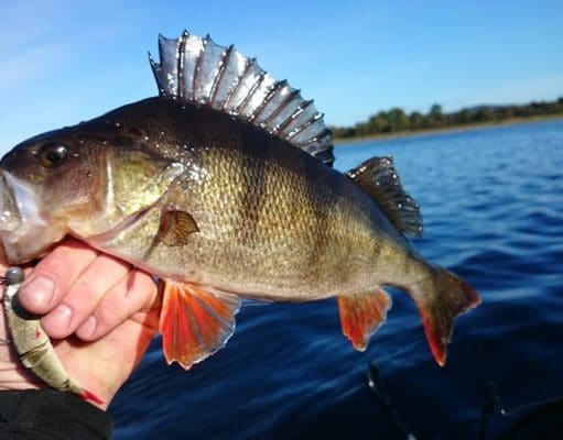 Irish Angling Update – 15/10/15 Perch