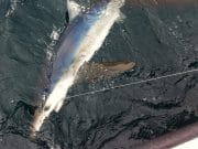 Plenty of sharks and cod to 14lb from Clonakilty A good size Blue alongside Tigger
