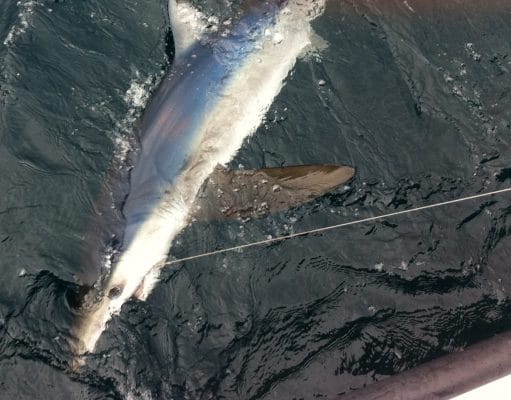 Plenty of sharks and cod to 14lb from Clonakilty A good size Blue alongside Tigger