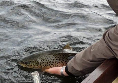 Mary Harkin, Dublin releases her 4 pounder back into Lough Sheelin, June 4th 2015