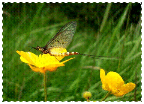 image054