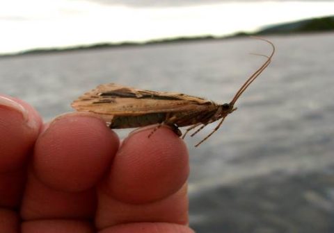 Newly hatched Murrough