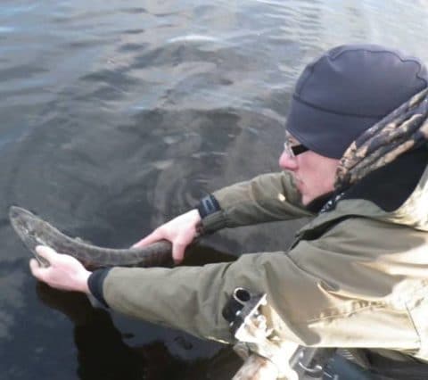 Fishmaniak - NI angler release- Feb 2016