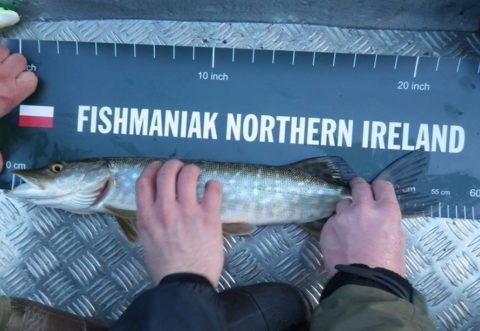 Fishmaniak - Northern Ireland Fishmaniak