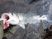 Catch and release for bass in force to end of March