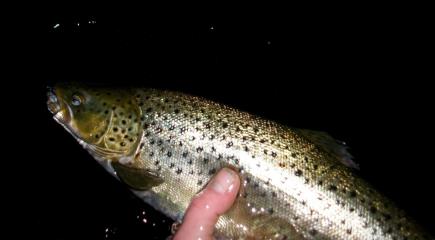  Careful releasing of a trout back into Lough Sheelin