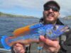 Cuckoo Wrasse