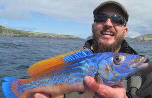 Sea Fish species Cuckoo Wrasse