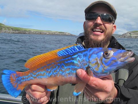 Sea Fish species  Fishing in Ireland - Catch the unexpected