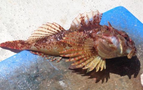 Scorpion fish