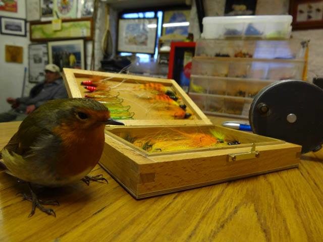 Robbie the pet robin inspecting some flies : Photo Shane Gallagher, Drowes
