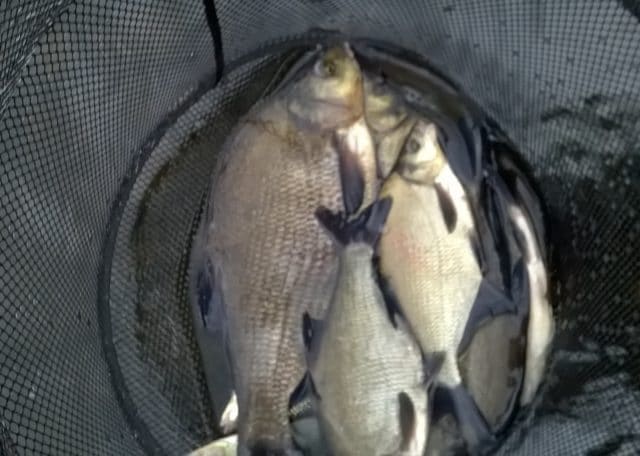 20lb bag including a 5 ½ lbs beauty