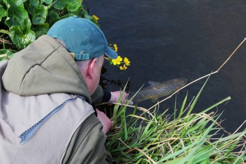 Peter Cunningham Carefully Releases a Wild Brown Trout Back to the Waters of the Boyne Yesterday