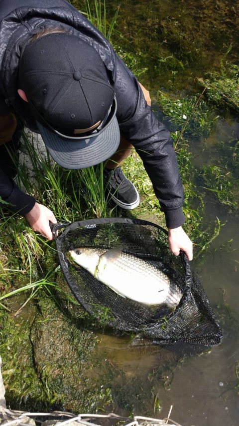 Stephen O'Brien - Cork harbour 26 inch mullet 1