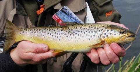 The Boyne is one of Ireland's Top Wild Brown Trout Fisheries