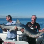 Blue shark