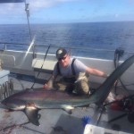 Thresher shark from Kinsale