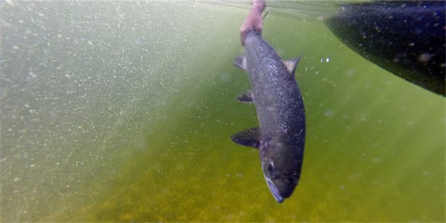 20lb salmon