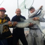 Blue shark