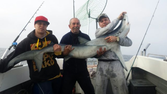 Blue shark