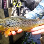 CBTROUT