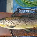 Corrib Trout 5lbs+ Caenis June 2016