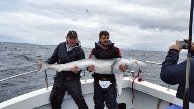 The first Galway Bay blue shark 0f 2016, caught aboard the Brazen Hussy II by skipper John Fleming and his crew for the day. The fish was estimated 84lbs using the length/girth measurement conversion.