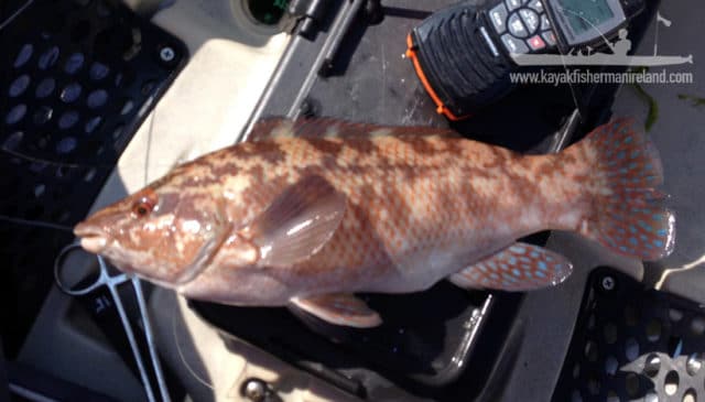 Ballan Wrasse