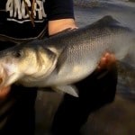 Jason O Riordan – Bass 2
