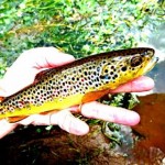 Jason O Riordan – trout