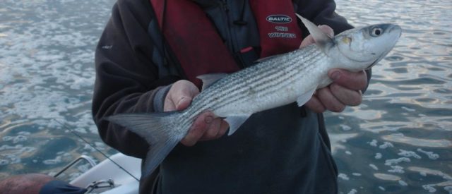 A specimen Golden Grey