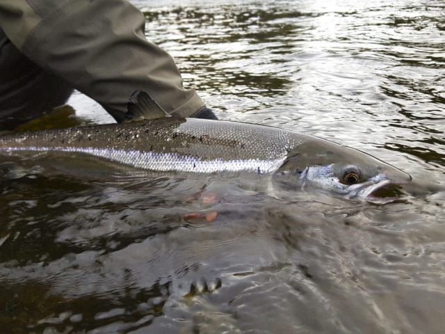 John Moloney releasing a nice fresh grilse on the Galway Fishery is our 'Catch of the Week' winner