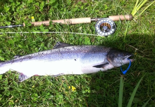 Noel Hickey a lovely fish of 11lbs