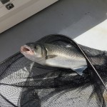 Richie Ryan – Bass in the net pic 2