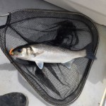 Richie Ryan – Bass in the net