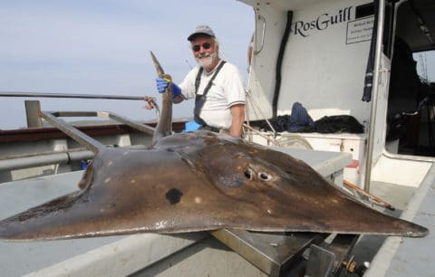 171lb skate