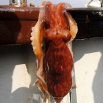 Rosguill – Octopus