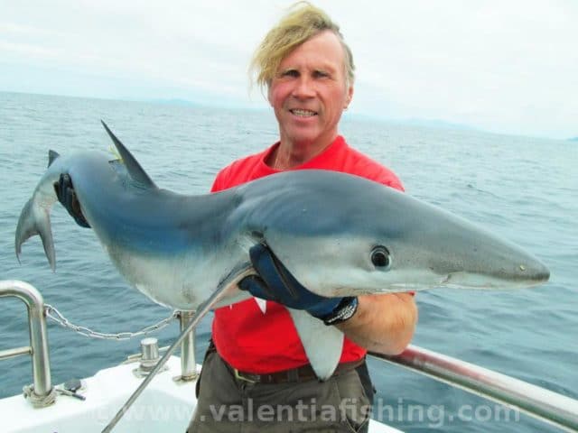 First blue shark of the season
