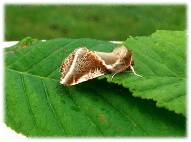 The weird and the wonderful - A Buff Arches moth at Crover shore, June 21st