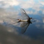image044