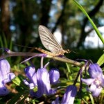 image045
