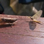 image047