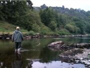 42 salmon to 18.5lb reported on the Lee River Lee