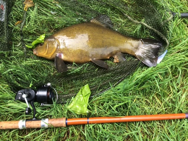 Ben, Paul and Konny had some lovely tench to 5lb