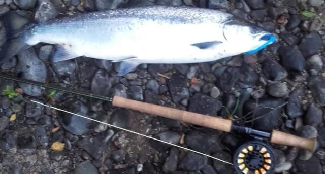 11.5lb salmon from the Laune for Danny Joy