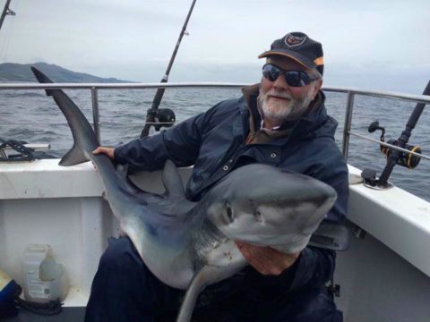 blue shark