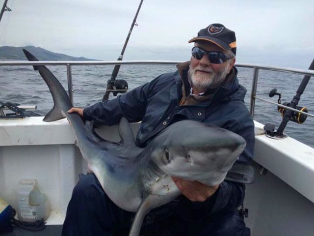 blue shark