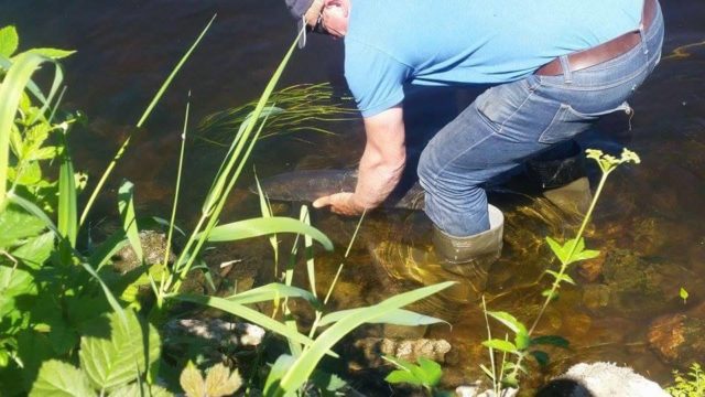 Billy Fagan releases a lovely salmon